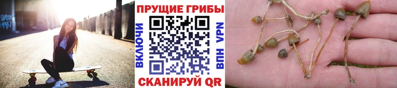 сайты даркнета официальный сайт  Урень  Псилоцибиновые грибы ЛСД  KRAKEN вход 